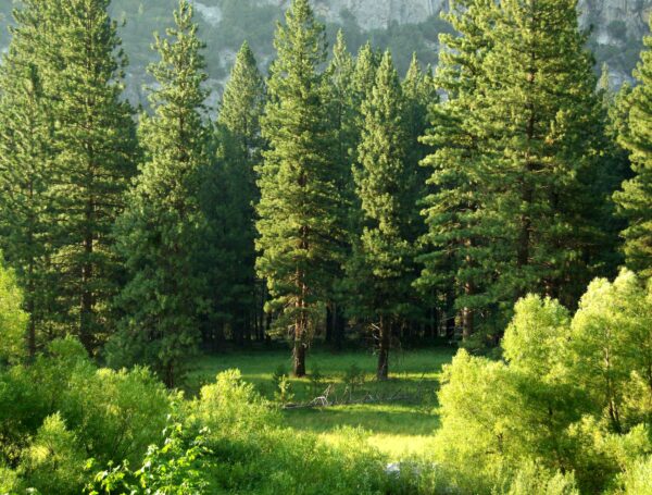 Les arbres ne montent jamais jusqu’au ciel