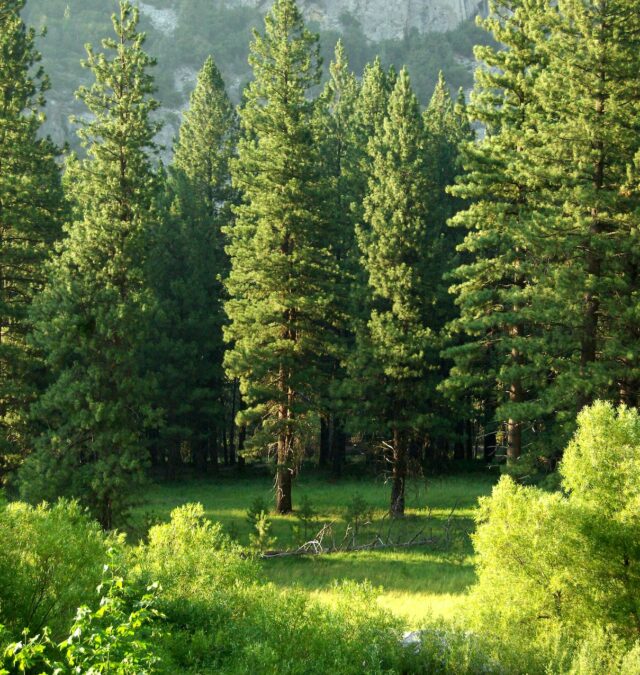 Les arbres ne montent jamais jusqu&rsquo;au ciel