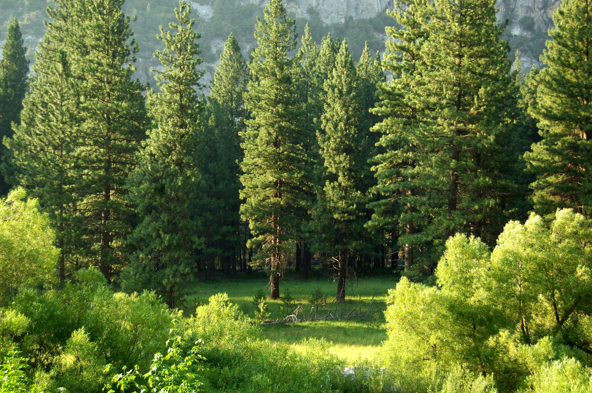 Les arbres ne montent jamais jusqu’au ciel